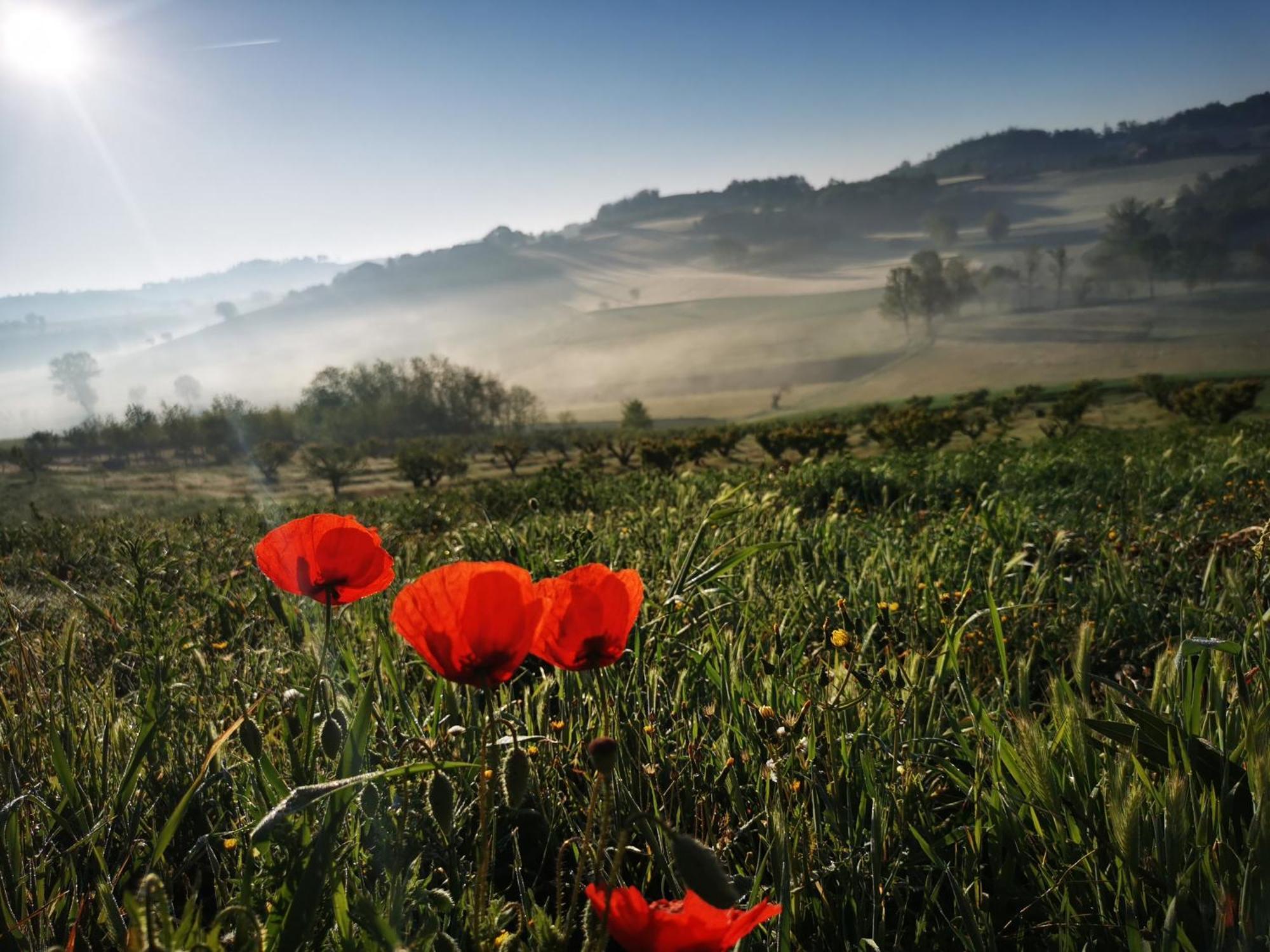 Azienda Agricola Tenuta Del Barone Calliano  エクステリア 写真